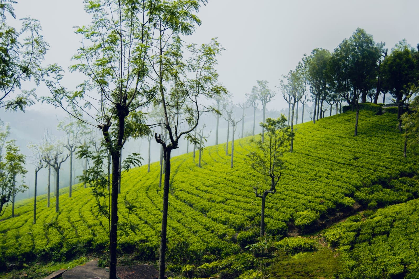Ooty